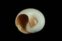 大玉螺藏品圖，第4張